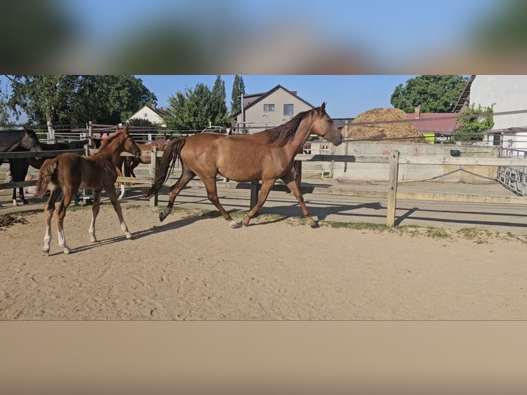 Holsteiner Merrie 5 Jaar 173 cm Donkere-vos in Langenau
