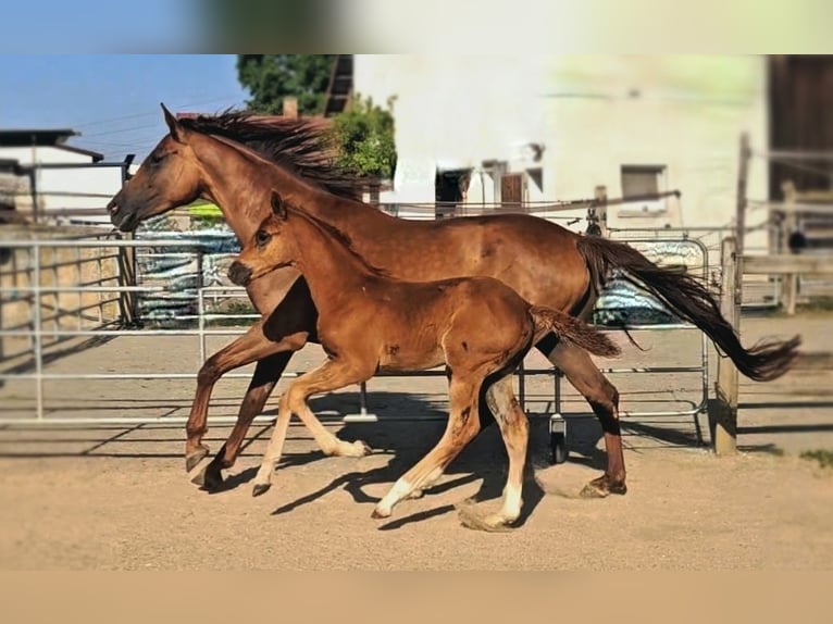 Holsteiner Merrie 5 Jaar 173 cm Donkere-vos in Langenau