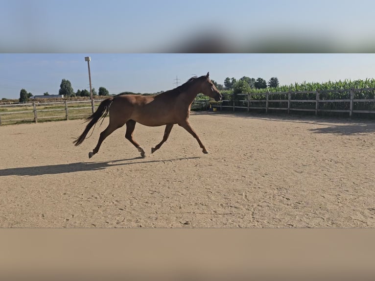 Holsteiner Merrie 5 Jaar 173 cm Donkere-vos in Langenau