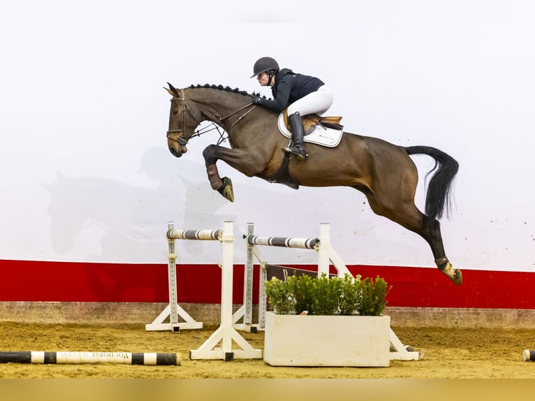 Holsteiner Merrie 5 Jaar 174 cm Bruin in Waddinxveen