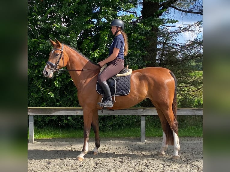 Holsteiner Merrie 5 Jaar 175 cm Bruin in Süderlügum