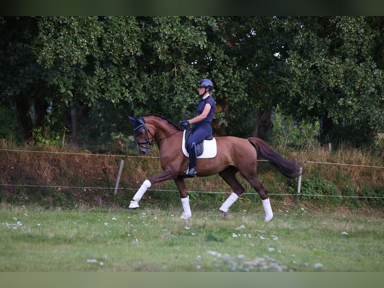 Holsteiner Merrie 5 Jaar 175 cm Vos in Weddingstedt