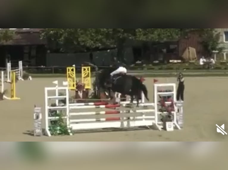 Holsteiner Merrie 5 Jaar 175 cm Zwart in Bad Schönborn