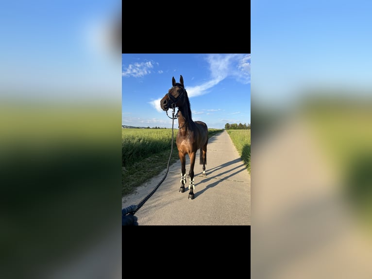 Holsteiner Merrie 5 Jaar 176 cm in Wendlingen am Neckar