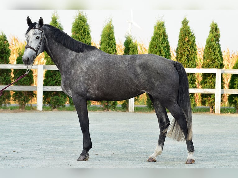 Holsteiner Merrie 5 Jaar 178 cm Appelschimmel in Radziejów