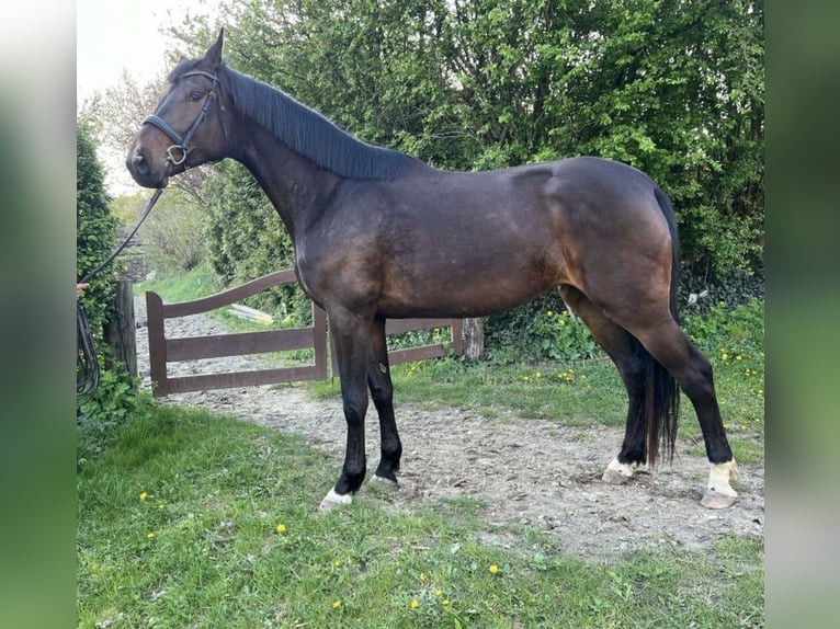 Holsteiner Merrie 5 Jaar 186 cm Bruin in Appen