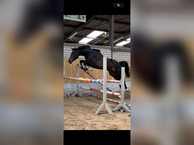 Holsteiner Merrie 5 Jaar Zwartbruin in K&#xFC;rten