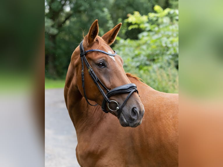 Holsteiner Merrie 6 Jaar 153 cm Vos in Grande