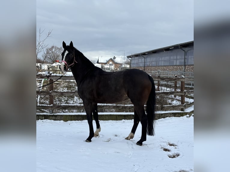Holsteiner Merrie 6 Jaar 154 cm Donkerbruin in Grevenbroich