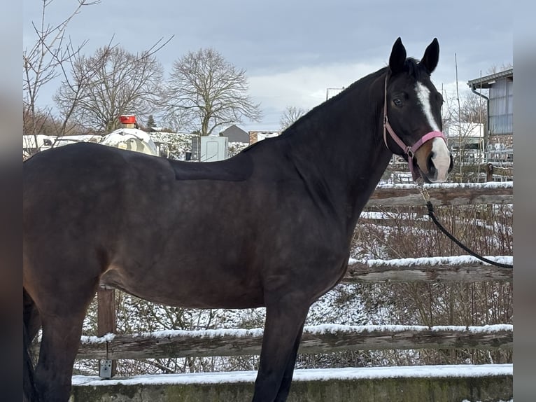 Holsteiner Merrie 6 Jaar 154 cm Donkerbruin in Grevenbroich