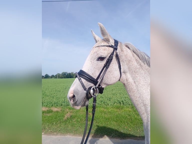 Holsteiner Merrie 6 Jaar 154 cm Schimmel in Krembz