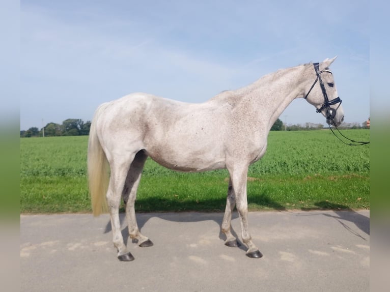Holsteiner Merrie 6 Jaar 154 cm Schimmel in Krembz