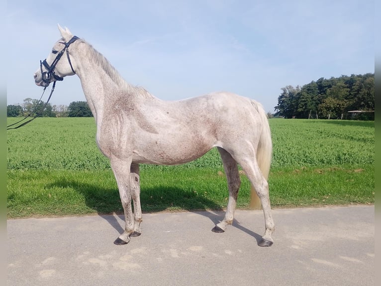 Holsteiner Merrie 6 Jaar 154 cm Schimmel in Krembz