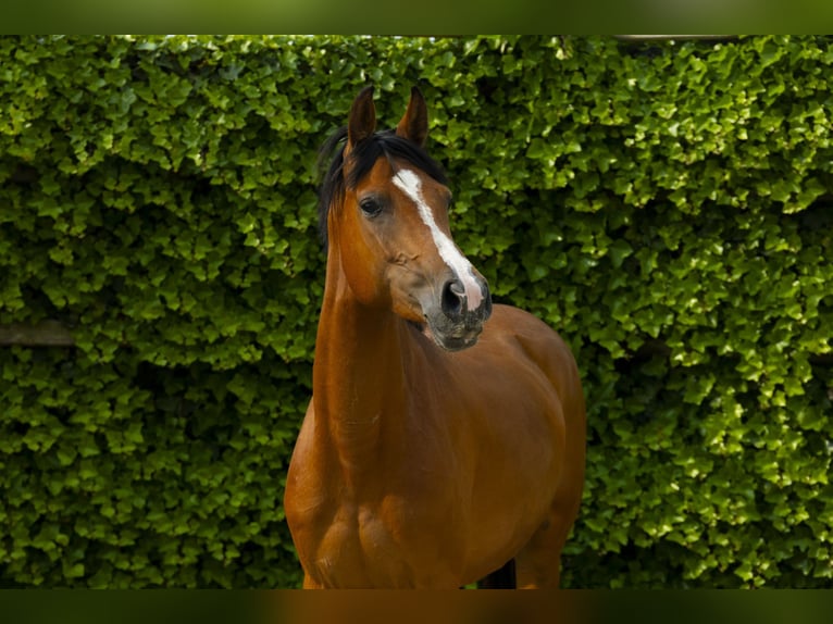 Holsteiner Merrie 6 Jaar 158 cm Bruin in Waddinxveen