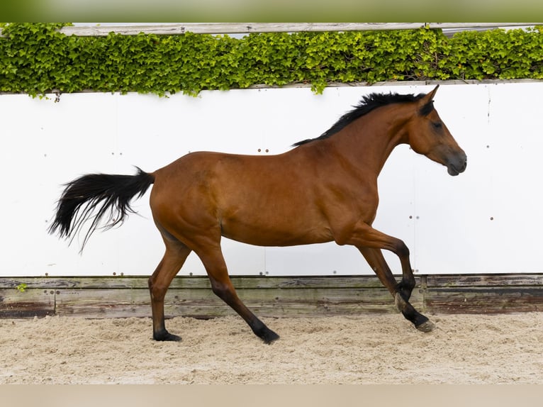 Holsteiner Merrie 6 Jaar 158 cm Bruin in Waddinxveen