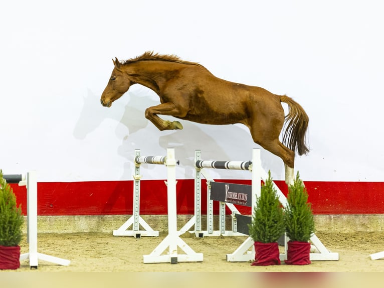 Holsteiner Merrie 6 Jaar 161 cm Vos in Waddinxveen