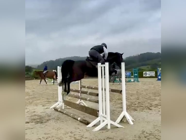 Holsteiner Merrie 6 Jaar 162 cm Bruin in Lindlar