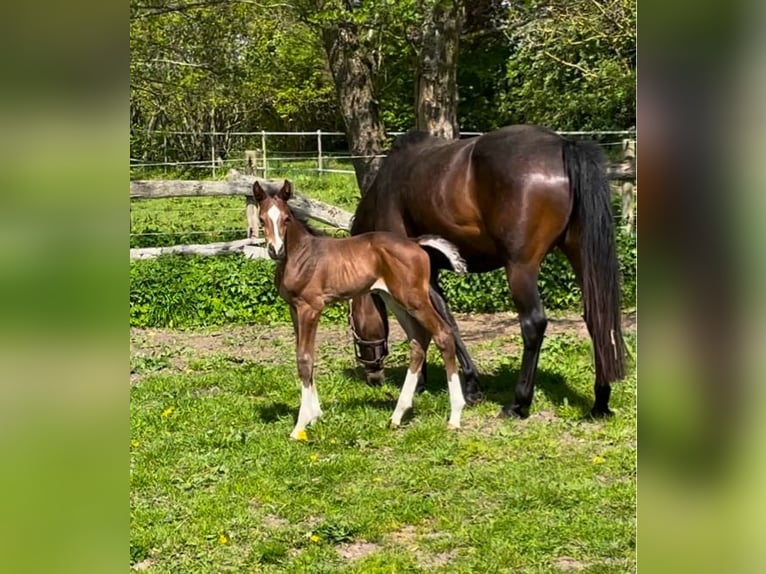 Holsteiner Merrie 6 Jaar 162 cm Donkerbruin in Freienwill