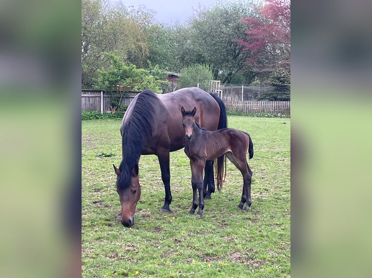 Holsteiner Merrie 6 Jaar 162 cm Donkerbruin in Freienwill