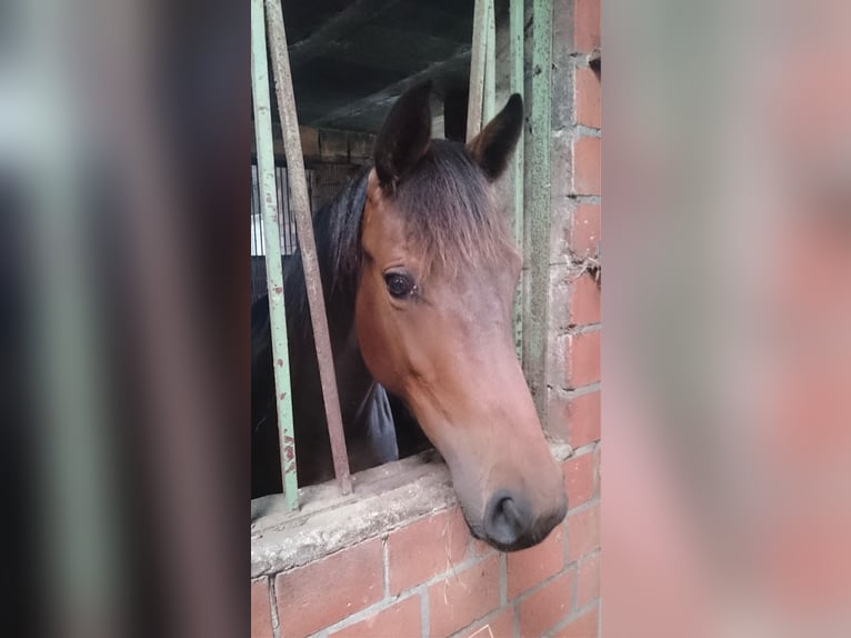 Holsteiner Merrie 6 Jaar 162 cm Donkerbruin in Freienwill