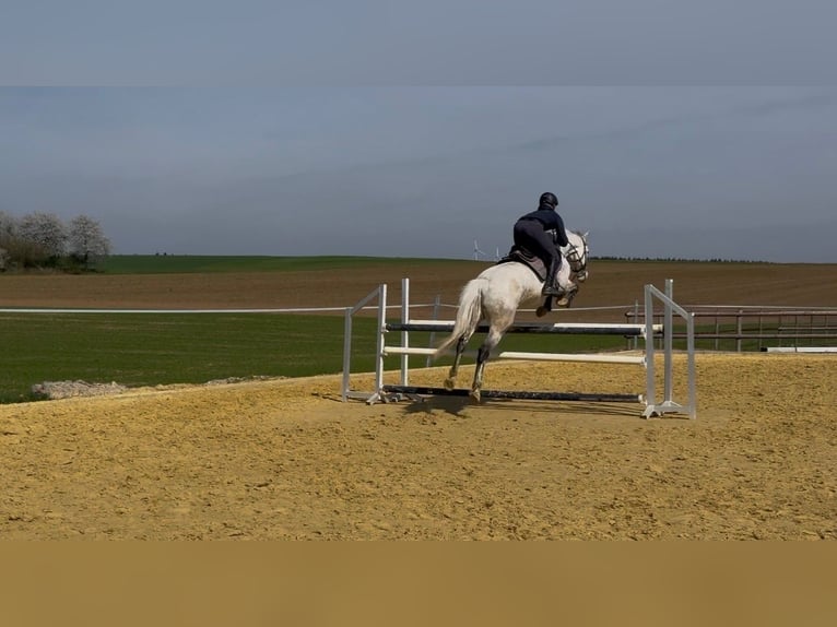 Holsteiner Merrie 6 Jaar 162 cm Schimmel in Laubach