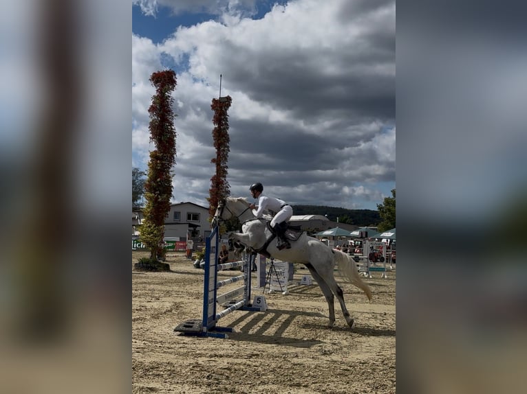 Holsteiner Merrie 6 Jaar 162 cm Schimmel in Laubach