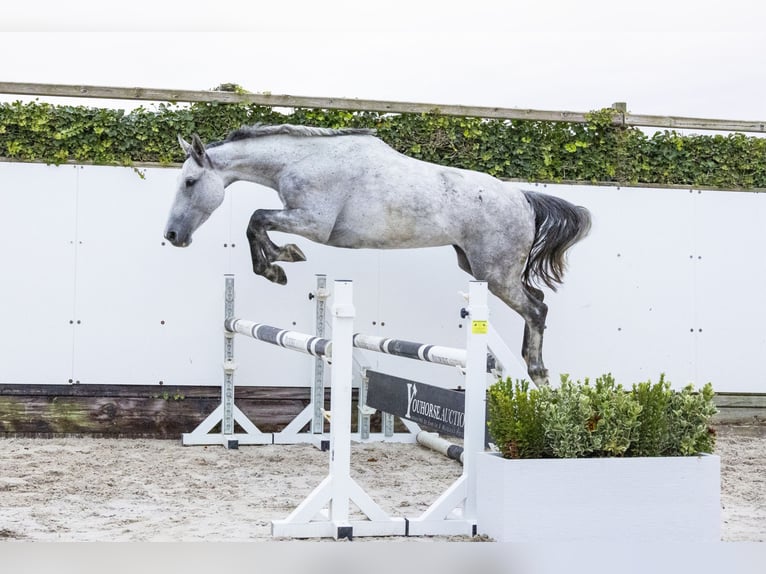 Holsteiner Merrie 6 Jaar 162 cm Schimmel in Waddinxveen