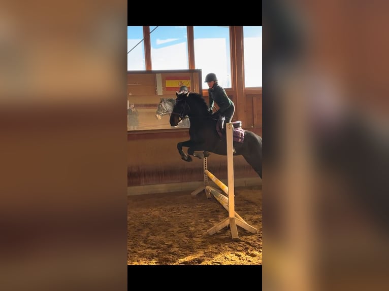 Holsteiner Mix Merrie 6 Jaar 163 cm Bruin in Achstetten