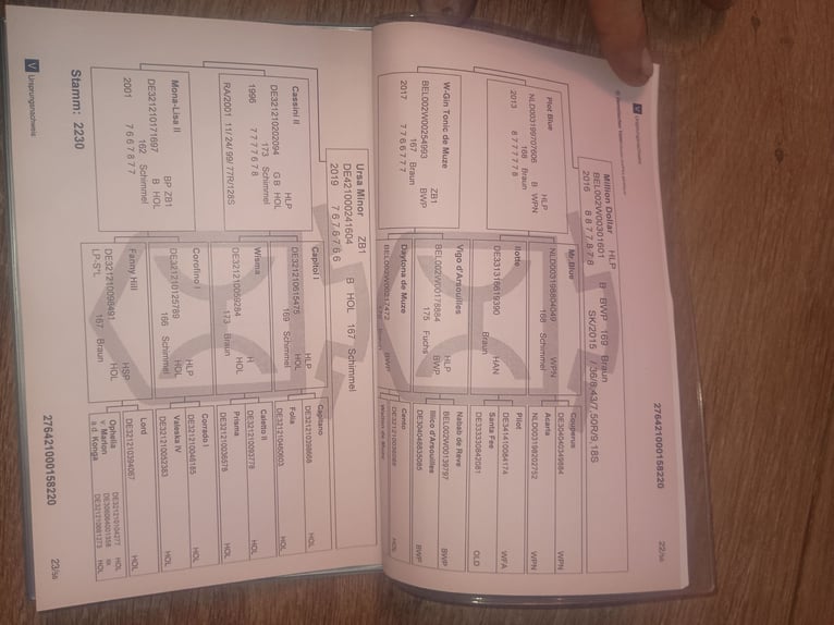 Holsteiner Merrie 6 Jaar 163 cm Bruin in Dobersdorf