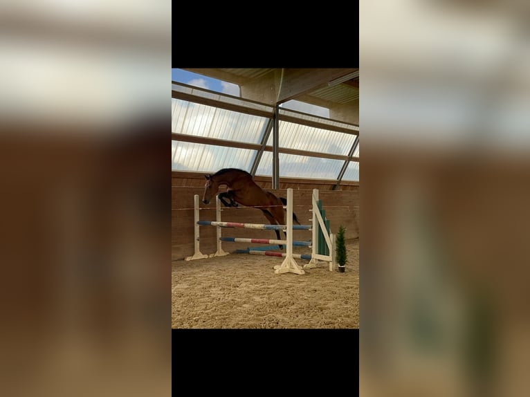 Holsteiner Merrie 6 Jaar 163 cm Bruin in Chemnitz