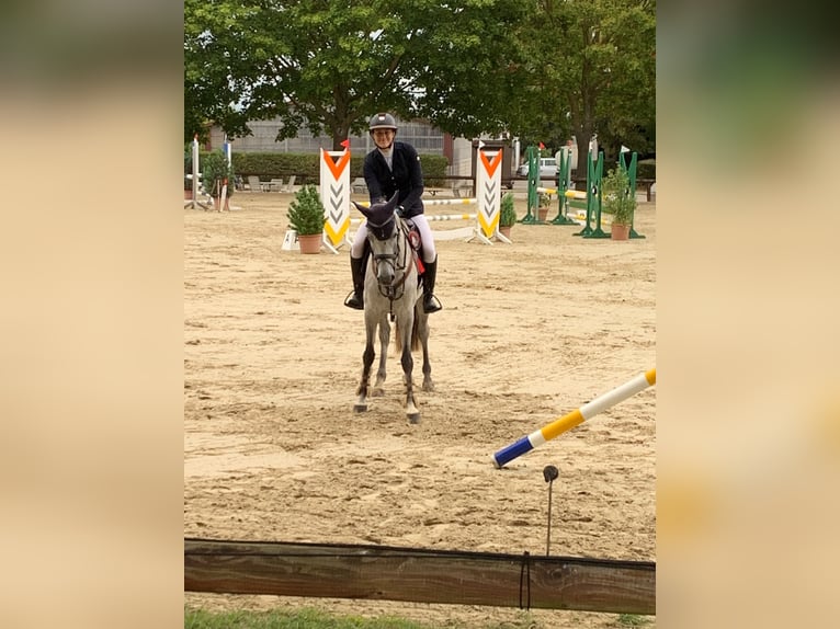 Holsteiner Merrie 6 Jaar 163 cm  in Mainz