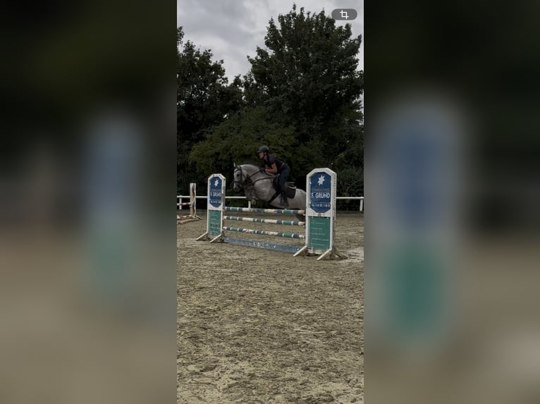 Holsteiner Merrie 6 Jaar 163 cm  in Mainz