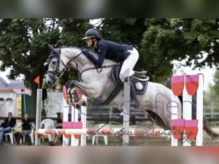 Holsteiner Merrie 6 Jaar 163 cm  in Mainz