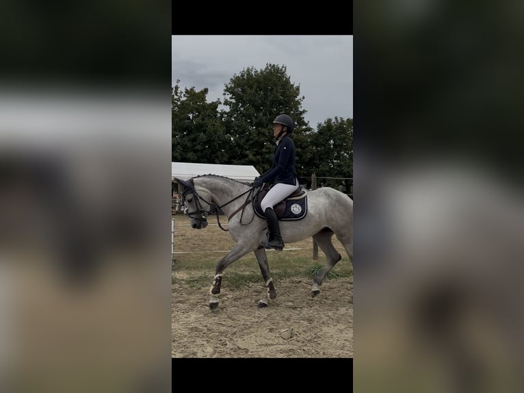 Holsteiner Merrie 6 Jaar 163 cm  in Mainz
