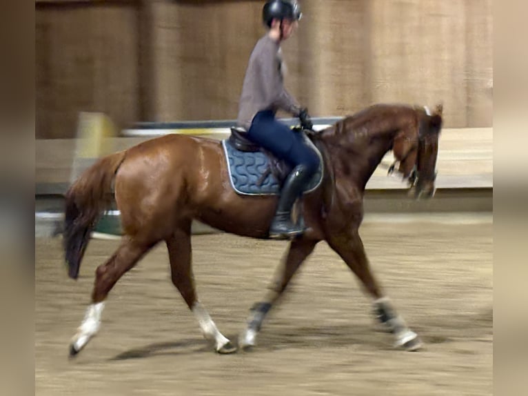 Holsteiner Merrie 6 Jaar 163 cm Vos in Hainsfarth