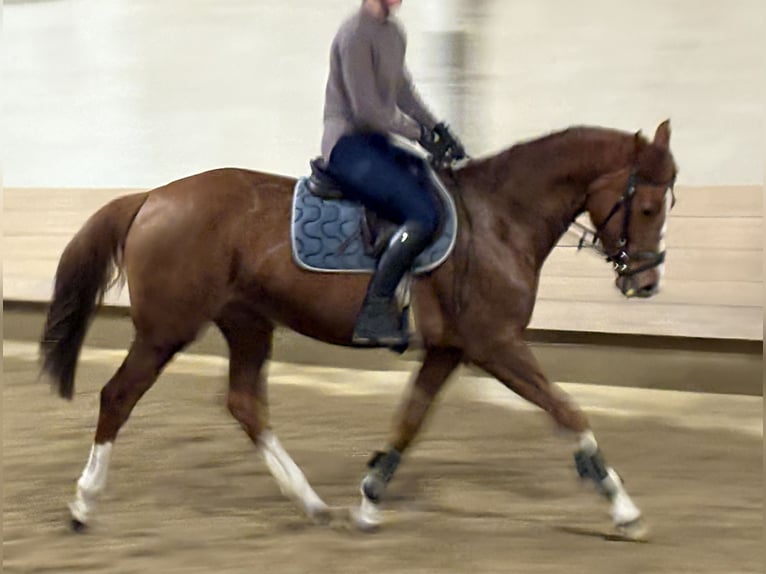 Holsteiner Merrie 6 Jaar 163 cm Vos in Hainsfarth