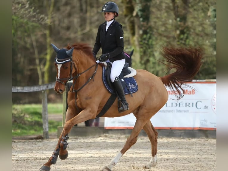 Holsteiner Merrie 6 Jaar 163 cm Vos in Fraunberg