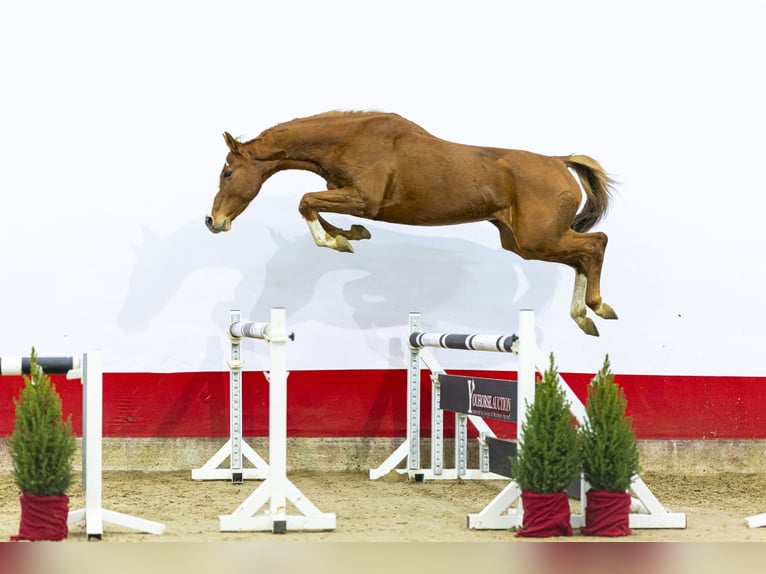 Holsteiner Merrie 6 Jaar 163 cm Vos in Waddinxveen