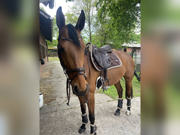 Holsteiner Merrie 6 Jaar 164 cm Bruin in Langenhagen