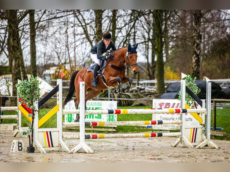 Holsteiner Merrie 6 Jaar 164 cm Bruin in Langenhagen