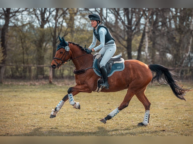 Holsteiner Merrie 6 Jaar 164 cm Bruin in Langenhagen