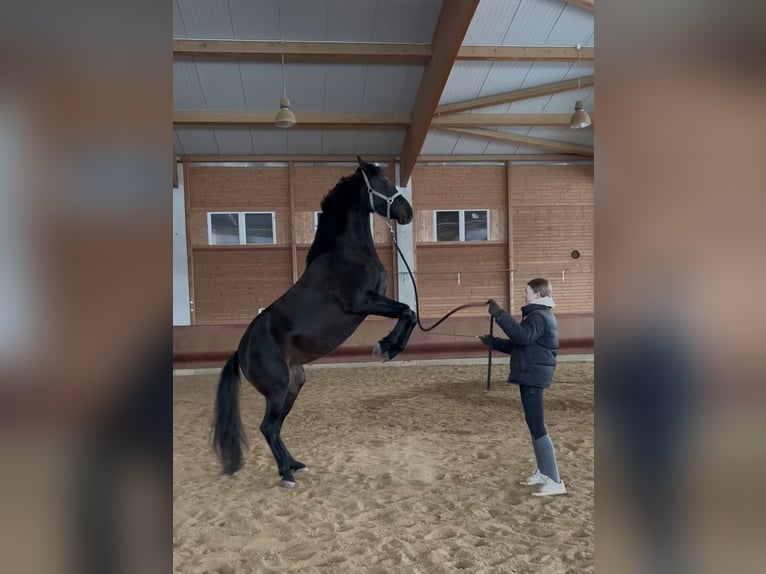 Holsteiner Mix Merrie 6 Jaar 164 cm Bruin in Achstetten