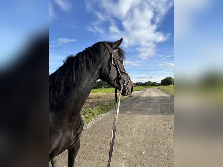 Holsteiner Mix Merrie 6 Jaar 164 cm Bruin in Achstetten