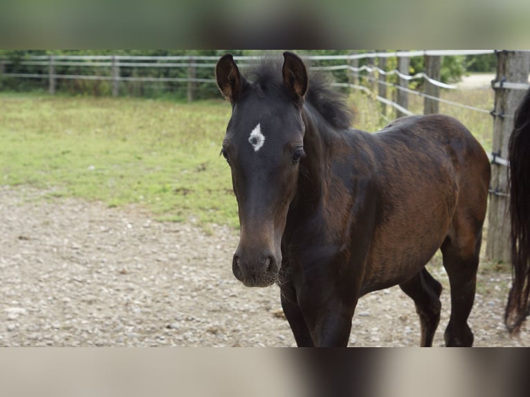 Holsteiner Mix Merrie 6 Jaar 164 cm Bruin in Achstetten