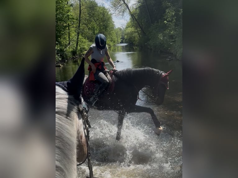 Holsteiner Mix Merrie 6 Jaar 164 cm Bruin in Achstetten