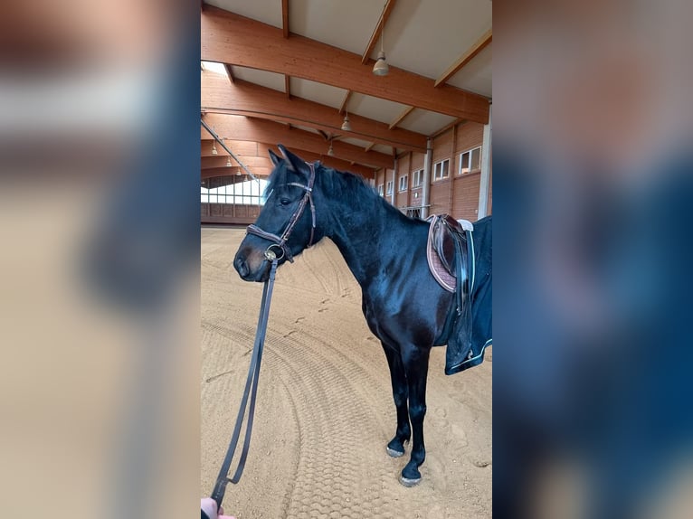 Holsteiner Mix Merrie 6 Jaar 164 cm Bruin in Achstetten