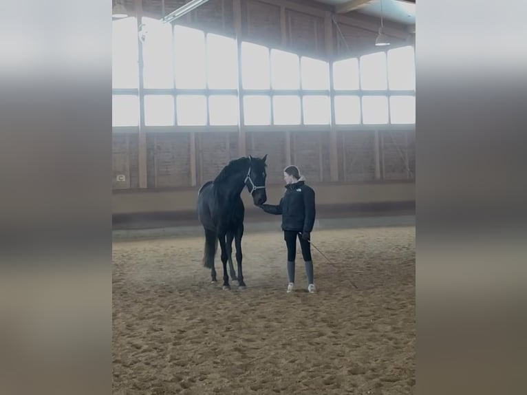 Holsteiner Mix Merrie 6 Jaar 164 cm Bruin in Achstetten