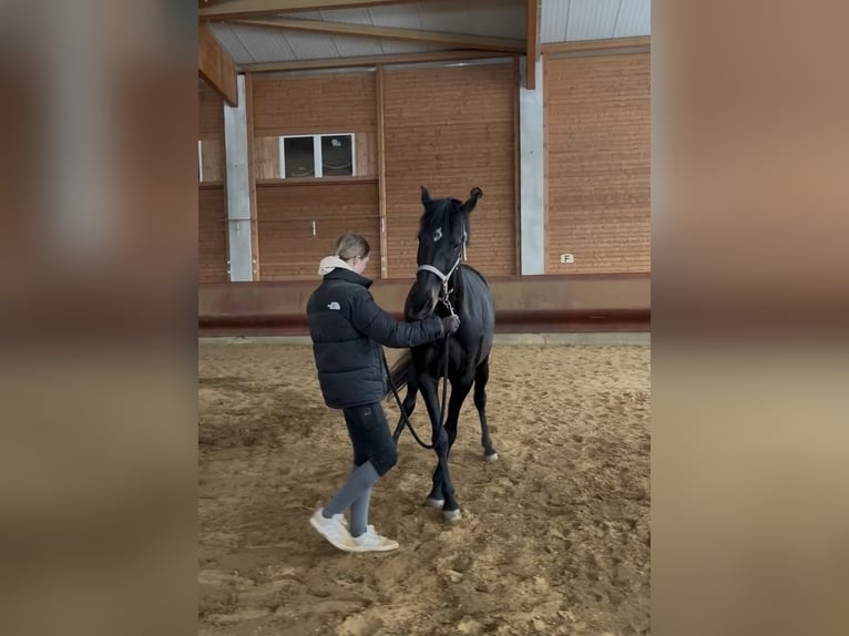 Holsteiner Mix Merrie 6 Jaar 164 cm Bruin in Achstetten