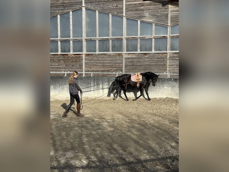 Holsteiner Mix Merrie 6 Jaar 164 cm Bruin in Achstetten
