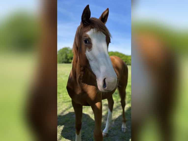 Holsteiner Merrie 6 Jaar 164 cm Vos in Chieming